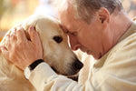 Aider votre animal à bien vieillir avec EZ mobility et Pet Vitality - Vogel Saint-Jérôme